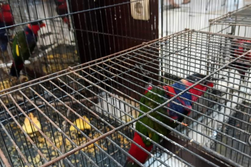 Penyelundupan 18 Burung Eksotis Asal Papua - Bagian 2