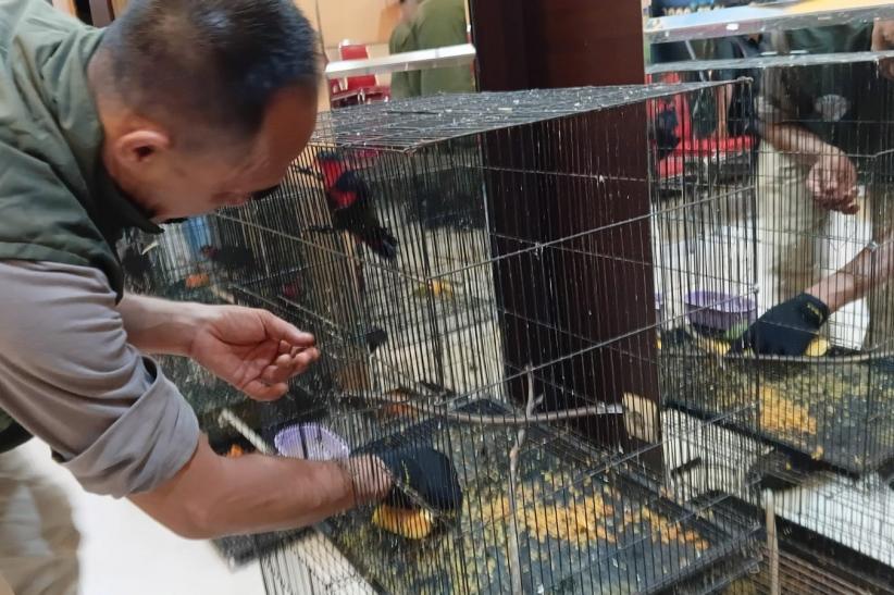 Penyelundupan 18 Burung Eksotis Asal Papua - Bagian 3