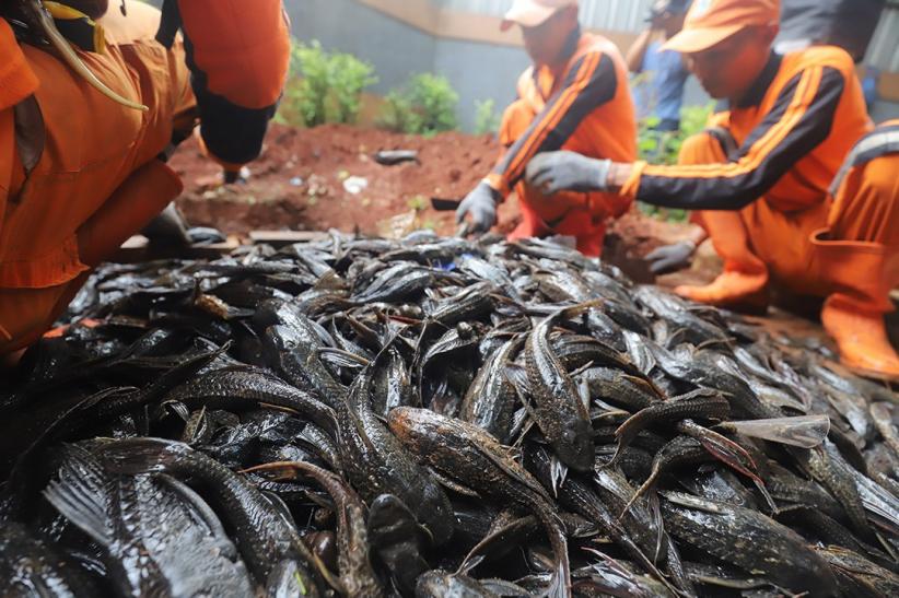 TNI AL Dikerahkan Bantu Basmi Ikan Sapu-Sapu - Bagian 7