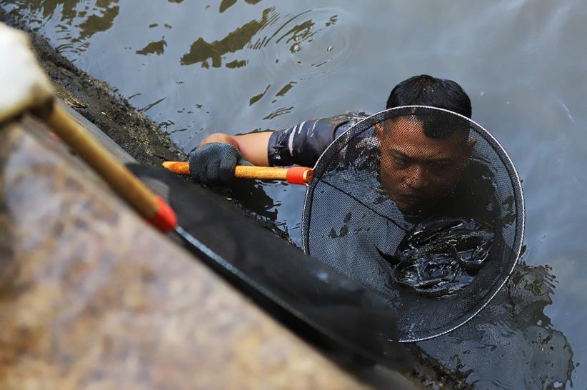TNI AL Dikerahkan Bantu Basmi Ikan Sapu-Sapu - Bagian 5