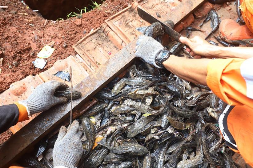 TNI AL Dikerahkan Bantu Basmi Ikan Sapu-Sapu - Bagian 6