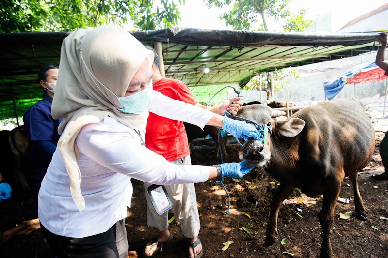 Pemeriksaan Kesehatan Hewan Kurban Jelang Idul Adha - Bagian 4