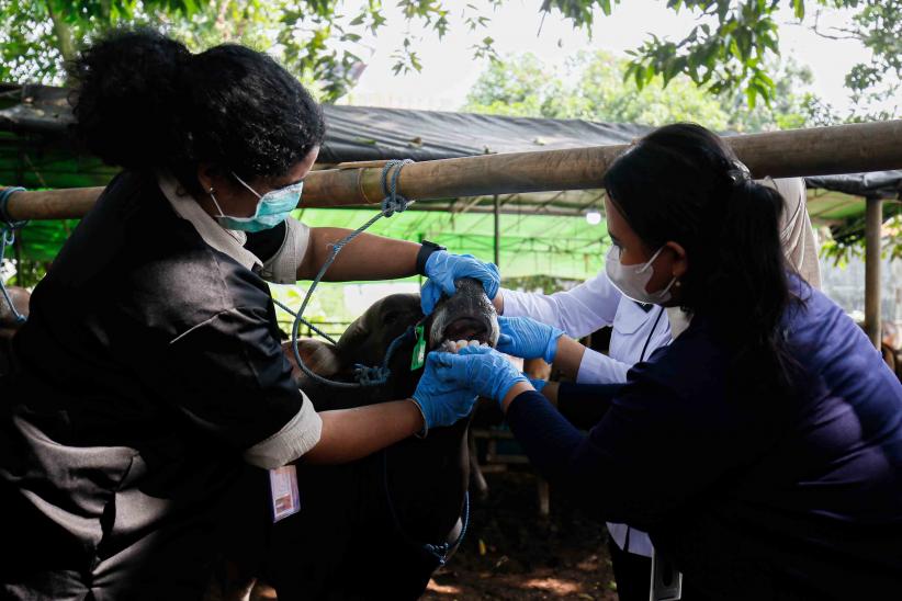 Pemeriksaan Kesehatan Hewan Kurban Jelang Idul Adha - Bagian 3