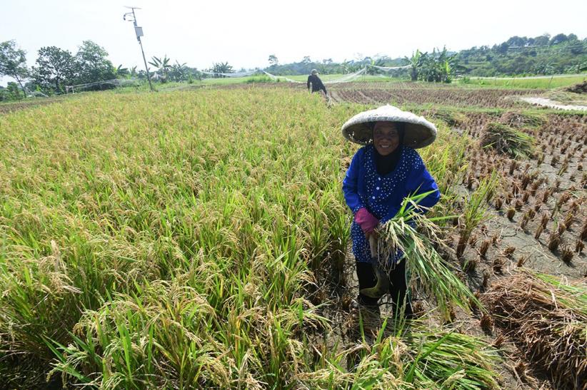 Potret Petani Panen Padi di Bogor - Bagian 4