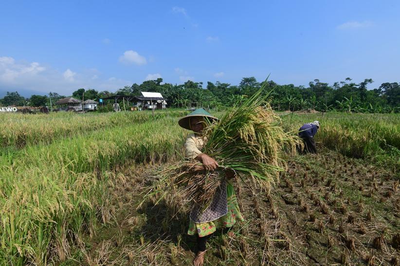 Potret Petani Panen Padi di Bogor - Bagian 1