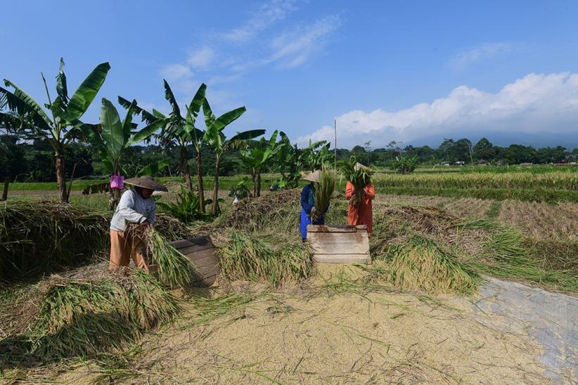Potret Petani Panen Padi di Bogor - Bagian 3
