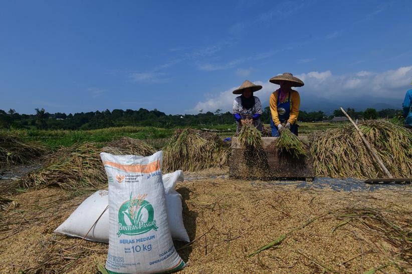 Potret Petani Panen Padi di Bogor - Bagian 2