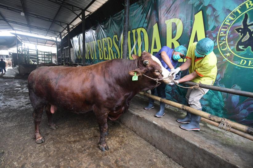 Pemeriksaan Kesehatan Hewan Kurban Diperketat Jelang Iduladha - Bagian 4