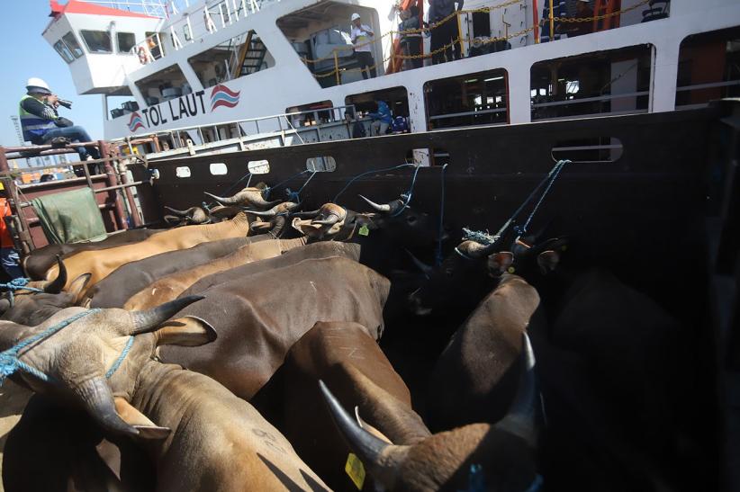 Ratusan Sapi Kurban dari NTT Tiba di Tanjung Priok - Bagian 1