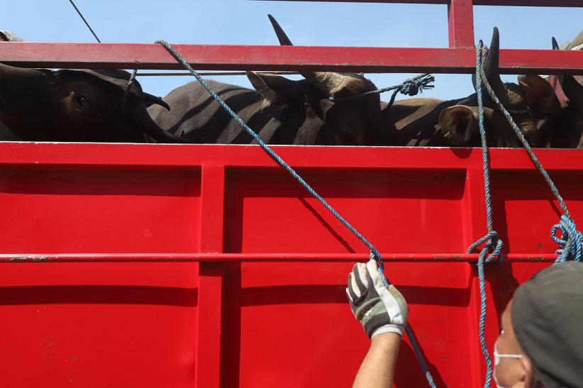 Ratusan Sapi Kurban dari NTT Tiba di Tanjung Priok - Bagian 4
