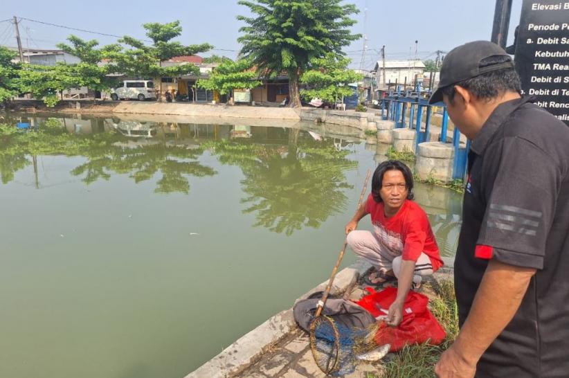 Heboh! Ribuan Ikan Mati Mengambang di Irigasi Karawang, Ada Apa?