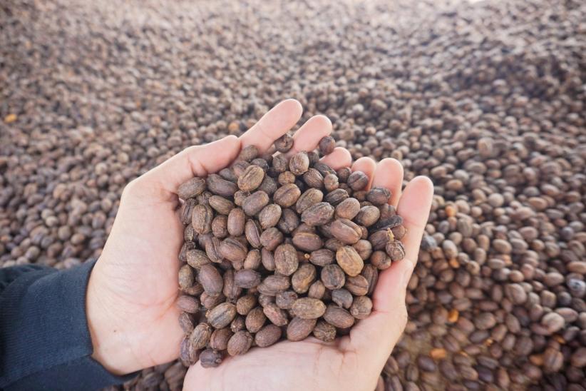 Dari Perut Bumi Kamojang, Kopi Arabika Menembus Pasar Asia dan Eropa - Bagian 1