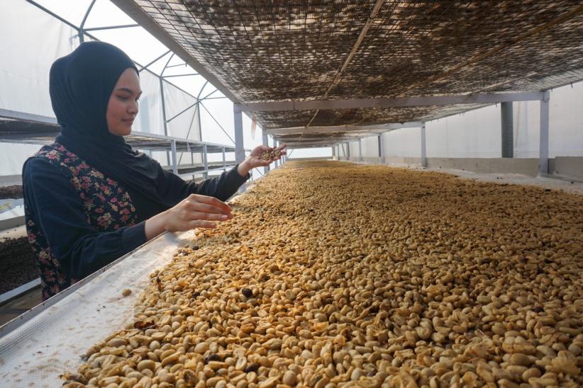 Dari Perut Bumi Kamojang, Kopi Arabika Menembus Pasar Asia dan Eropa - Bagian 2