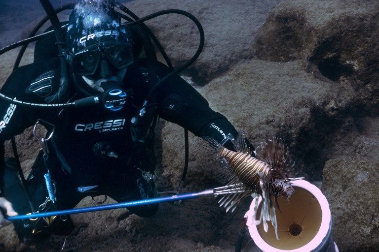 Ilmuwan Berburu Lionfish untuk Selamatkan Spesies Ikan Laut - Bagian 3
