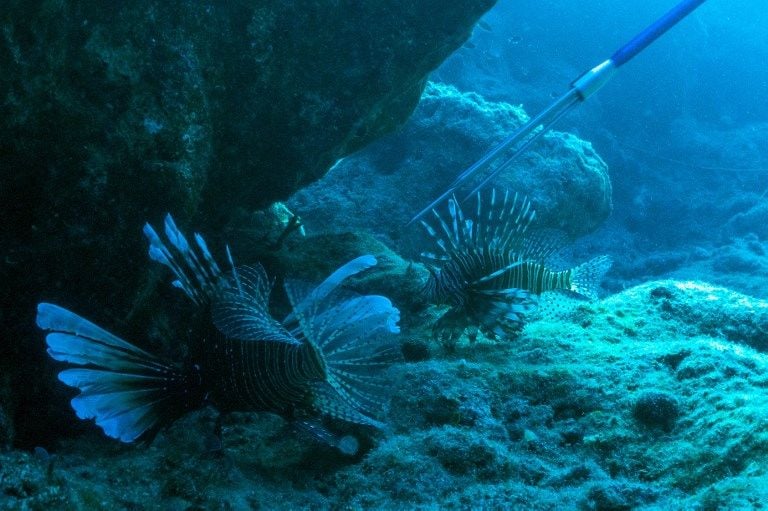 Ilmuwan Berburu Lionfish untuk Selamatkan Spesies Ikan Laut - Bagian 6