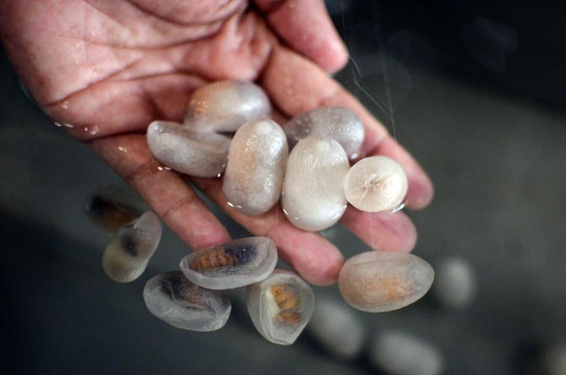 Melihat Proses Budidaya Ulat Sutera di Bandung - Bagian 2