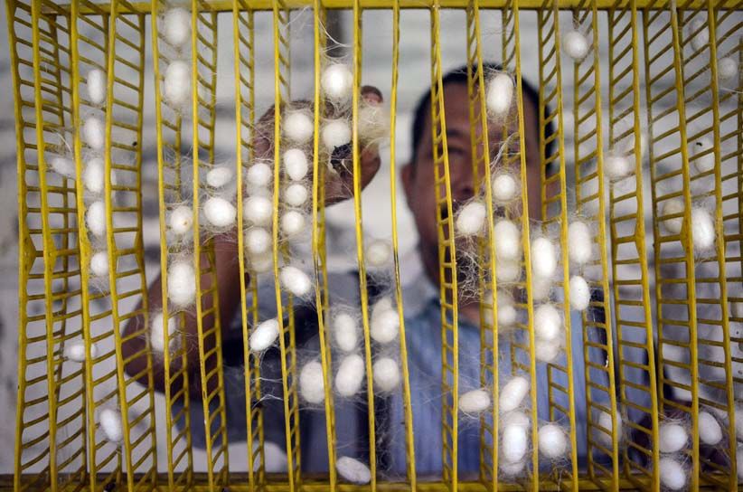 Melihat Proses Budidaya Ulat Sutera di Bandung - Bagian 1
