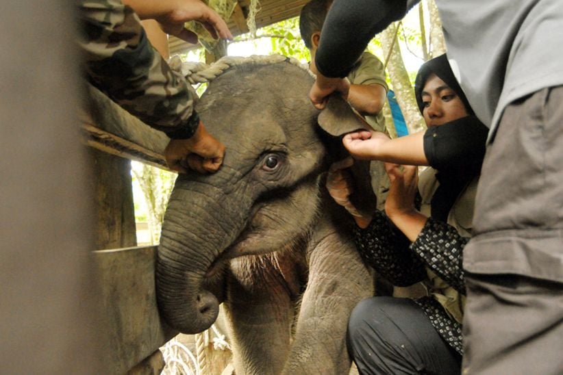 BKSDA Aceh Selamatkan Anak Gajah Terjerat Kawat Pemburu  