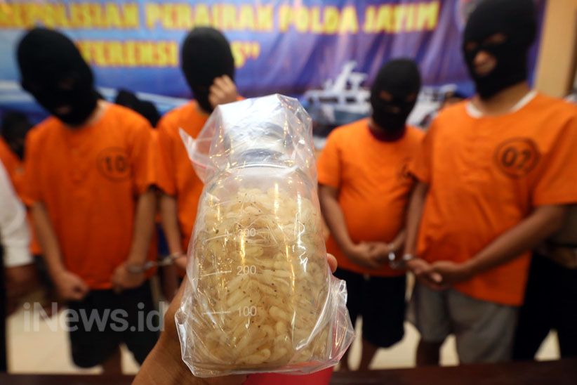 Ditpolairud Polda Jatim Gagalkan Penyelundupan 30.000 Ekor Bibit Lobster - Bagian 1