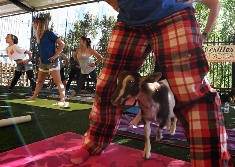 Yoga Bersama Kambing Jadi Rutinitas Warga AS - Bagian 4