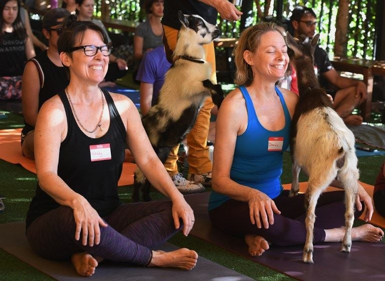 Yoga Bersama Kambing Jadi Rutinitas Warga AS - Bagian 3