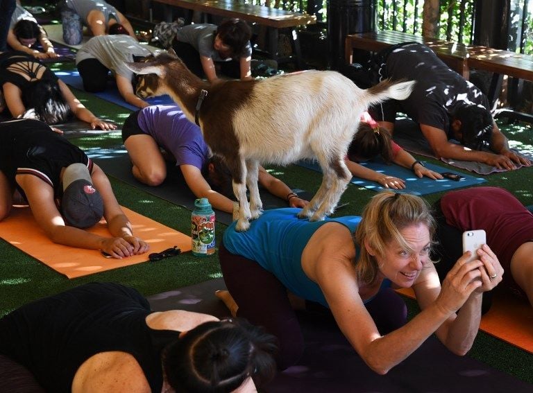 Yoga Bersama Kambing Jadi Rutinitas Warga AS - Bagian 2