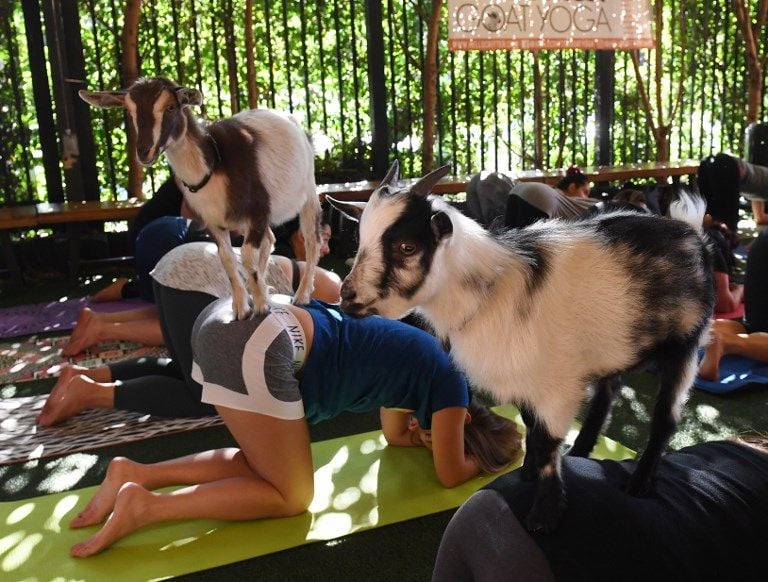 Yoga Bersama Kambing Jadi Rutinitas Warga AS - Bagian 1