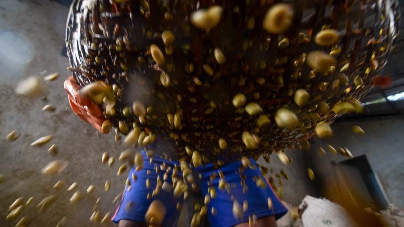 Melihat Panen Raya Kopi Arabika di Desa Cipada - Bagian 3