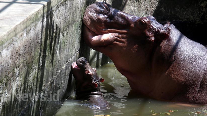 3 Satwa KBS Baru Lahir akan Sambut Wisatawan Libur Idul Fitri - Bagian 4