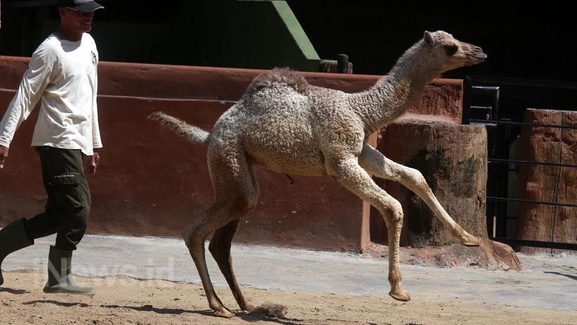 3 Satwa KBS Baru Lahir akan Sambut Wisatawan Libur Idul Fitri - Bagian 7