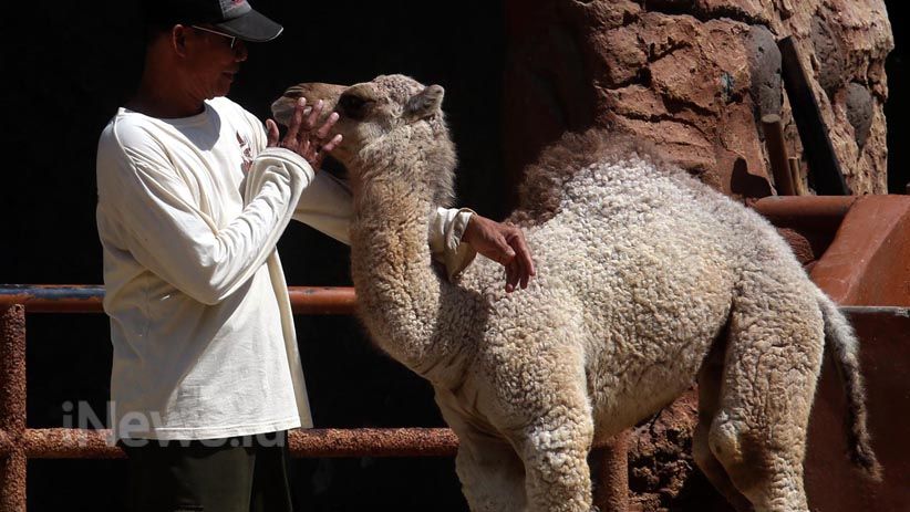 3 Satwa KBS Baru Lahir akan Sambut Wisatawan Libur Idul Fitri - Bagian 6