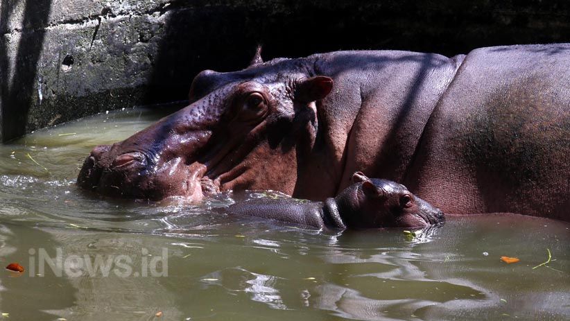 3 Satwa KBS Baru Lahir akan Sambut Wisatawan Libur Idul Fitri - Bagian 2