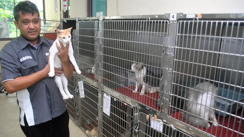 IPB Sediakan Jasa Penitipan Hewan untuk Ditinggal Mudik Pemilik - Bagian 2