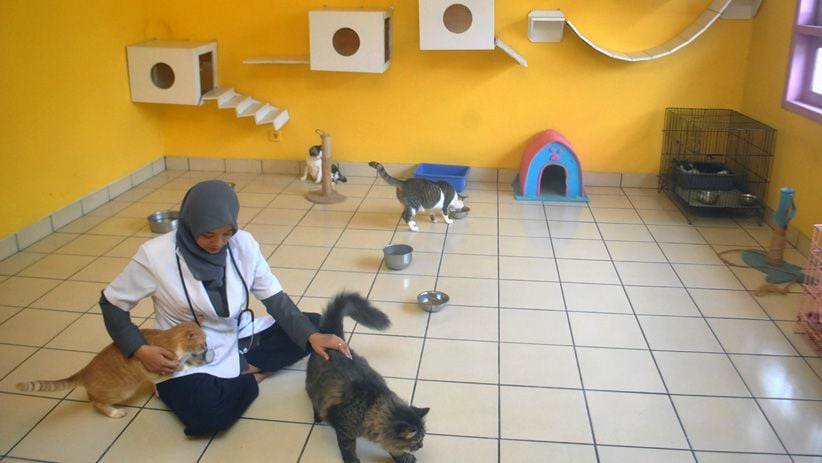 IPB Sediakan Jasa Penitipan Hewan untuk Ditinggal Mudik Pemilik - Bagian 1