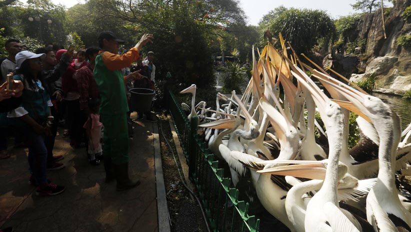 Jadi Tempat Wisata Favorit, Ragunan Dikunjungi Ribuan Orang - Bagian 1
