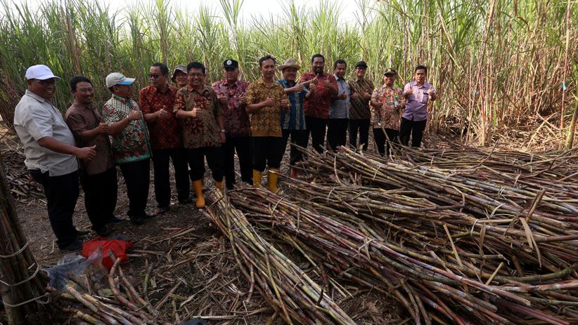 PTPN X Tebang Perdana Tebu Varietas Bulubawang Program T-200 - Bagian 5