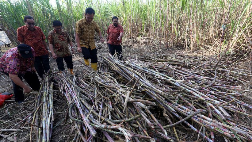 PTPN X Tebang Perdana Tebu Varietas Bulubawang Program T-200 - Bagian 3