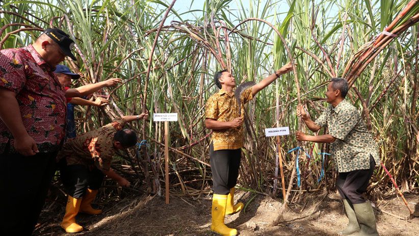 PTPN X Tebang Perdana Tebu Varietas Bulubawang Program T-200 - Bagian 2