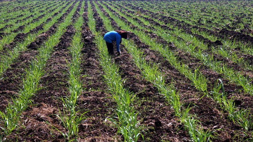 PTPN X Tebang Perdana Tebu Varietas Bulubawang Program T-200 - Bagian 8