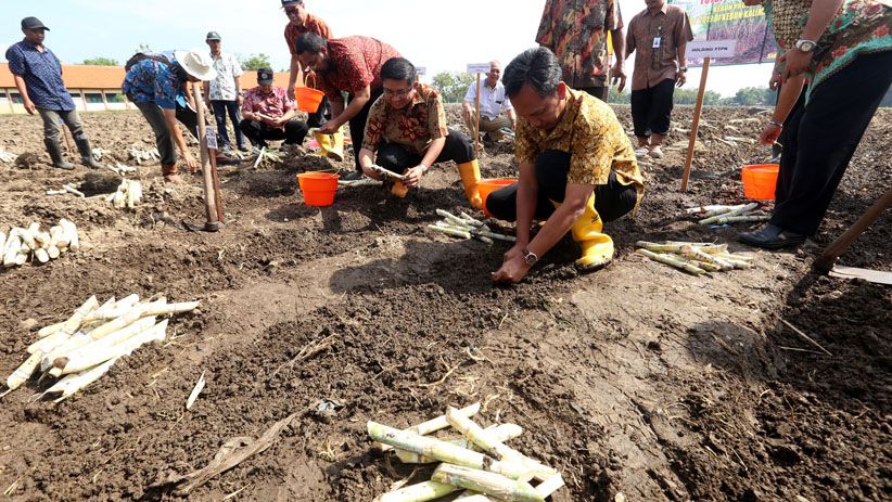 PTPN X Tebang Perdana Tebu Varietas Bulubawang Program T-200 - Bagian 7