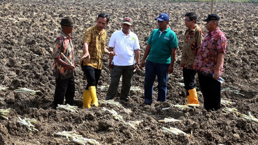 PTPN X Tebang Perdana Tebu Varietas Bulubawang Program T-200 - Bagian 6