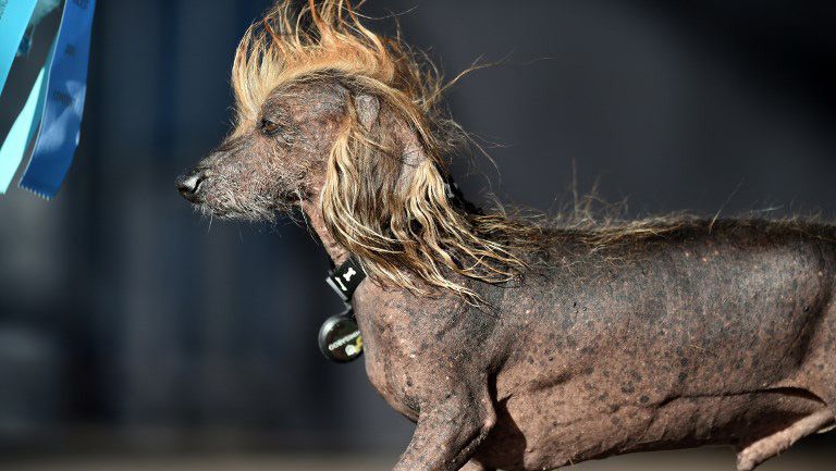 Kontes Anjing Terjelek di Dunia, Ini Juaranya - Bagian 5