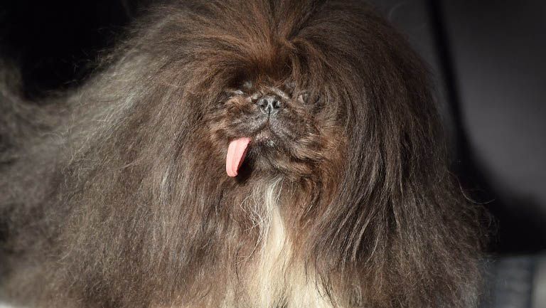 Kontes Anjing Terjelek di Dunia, Ini Juaranya - Bagian 6