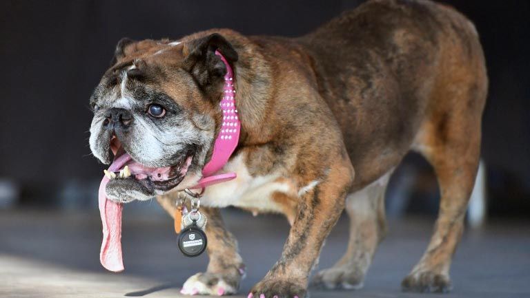 Kontes Anjing Terjelek di Dunia, Ini Juaranya - Bagian 2