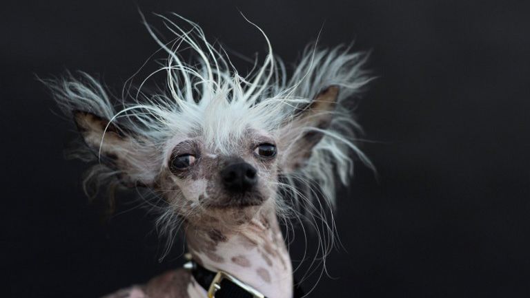 Kontes Anjing Terjelek di Dunia, Ini Juaranya - Bagian 4