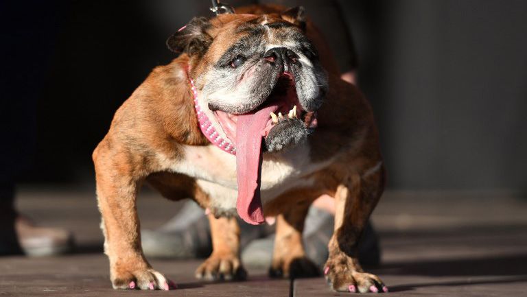 Kontes Anjing Terjelek di Dunia, Ini Juaranya - Bagian 1