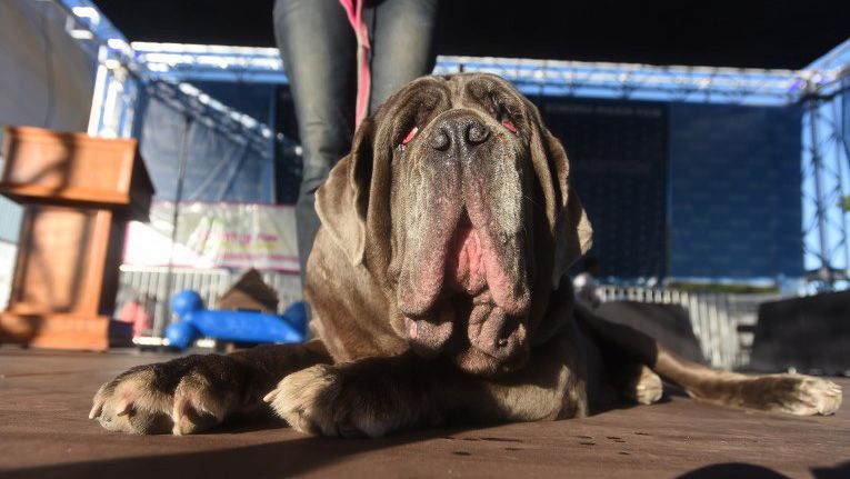 Kontes Anjing Terjelek di Dunia, Ini Juaranya - Bagian 7