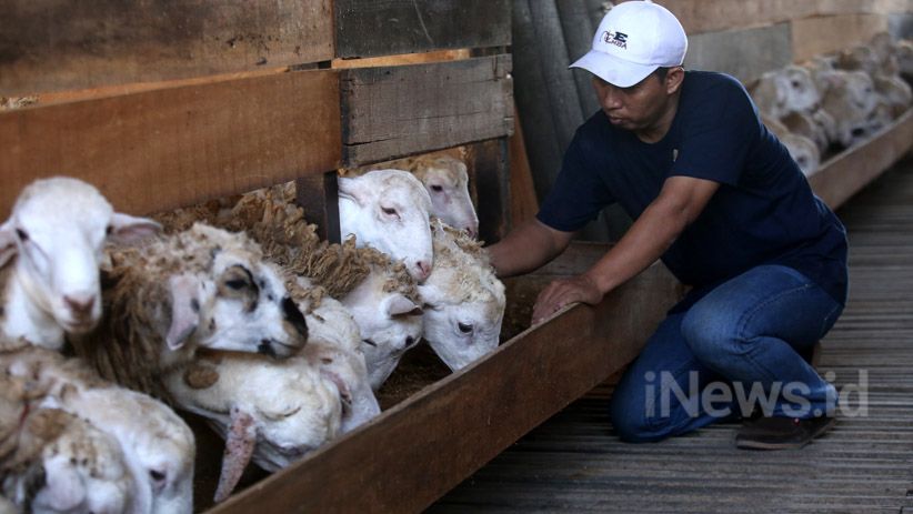title 9 Domba di Berbah Sleman Positif PMK, Dibeli Pedagang Bantul dari Garut 9 Domba di Berbah Sleman Positif PMK, Dibeli Pedagang Bantul dari Garut