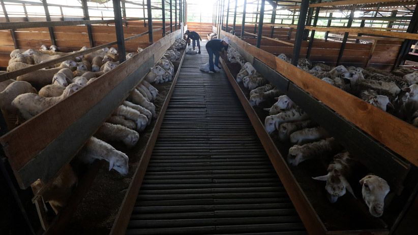 Indonesia Ekspor 60 Ribu Ekor Domba ke Malaysia - Bagian 4