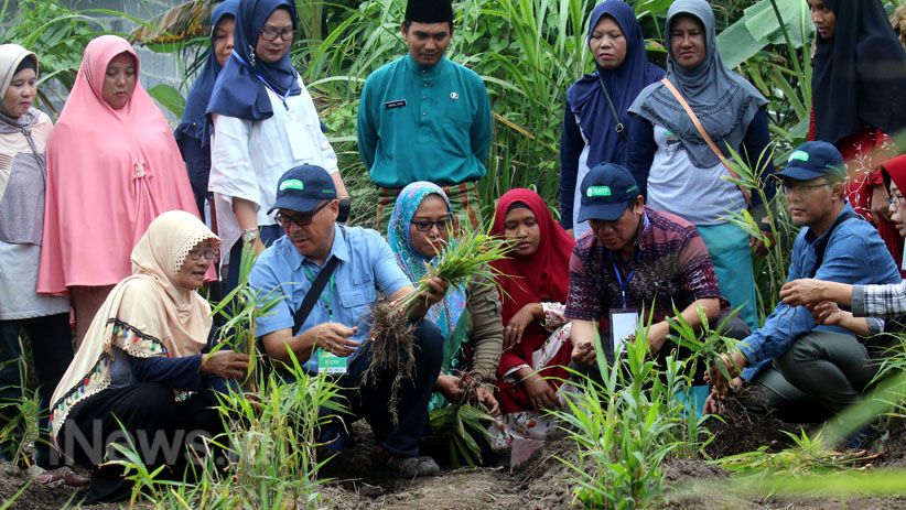 Kelompok Perempuan Dumai Tanam dan Olah Jahe Merah di Lahan Gambut - Bagian 1